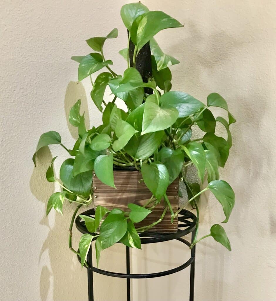 Green and lush pothos plant 