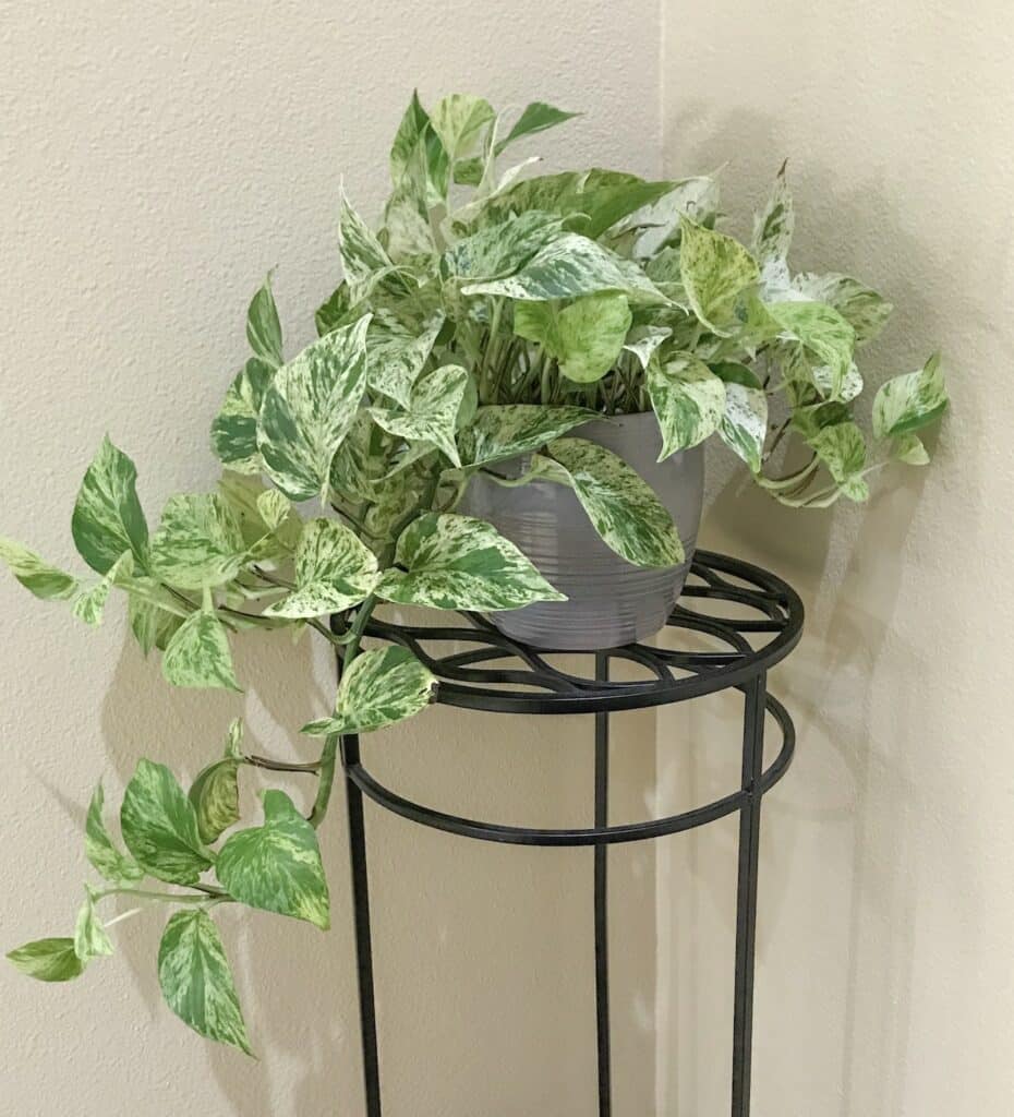 Pothos plant marble