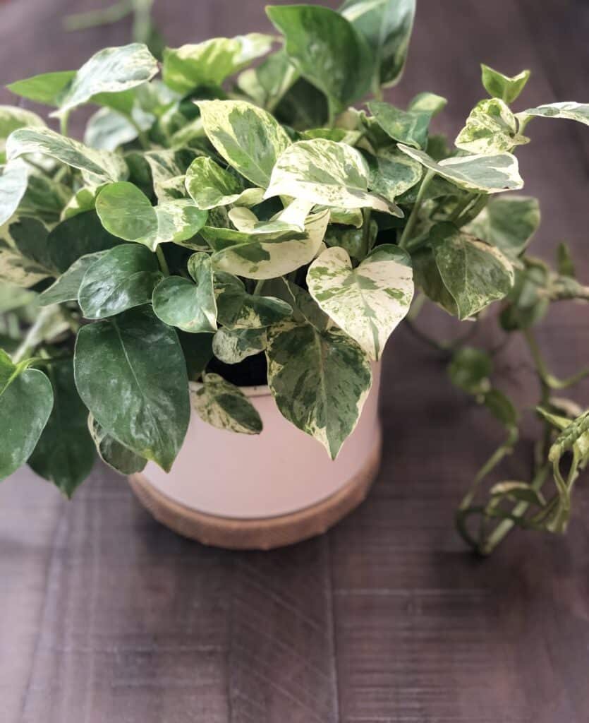 Beautiful pothos plant