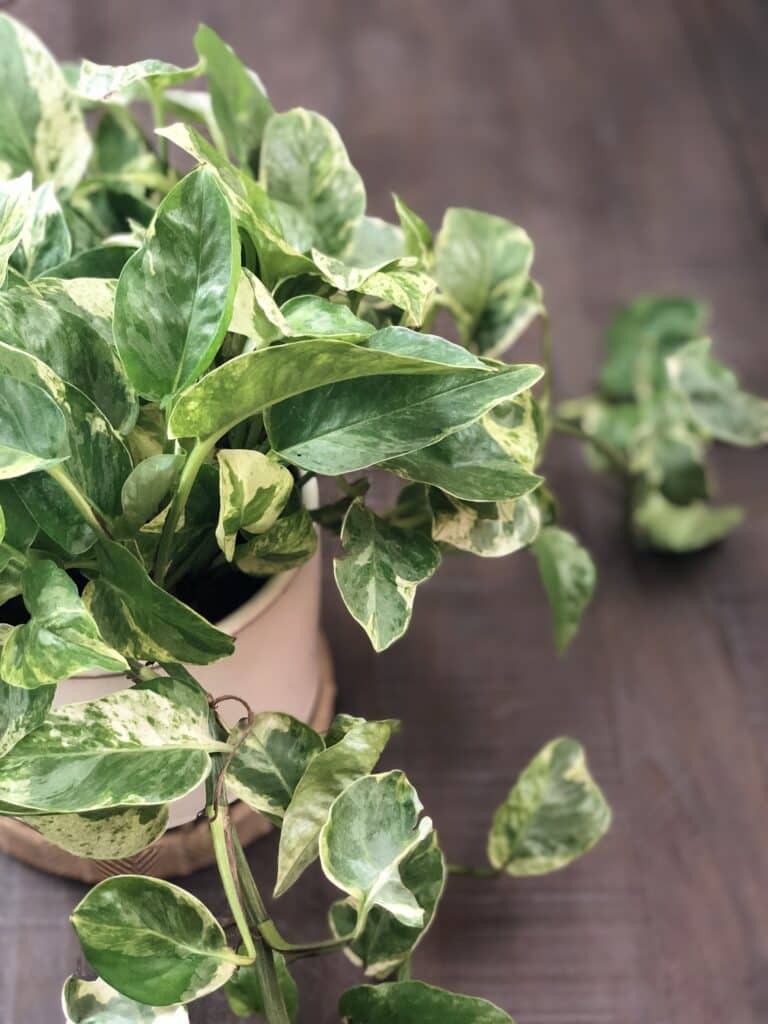 A healthy and lush pearls and jade pothos plant.