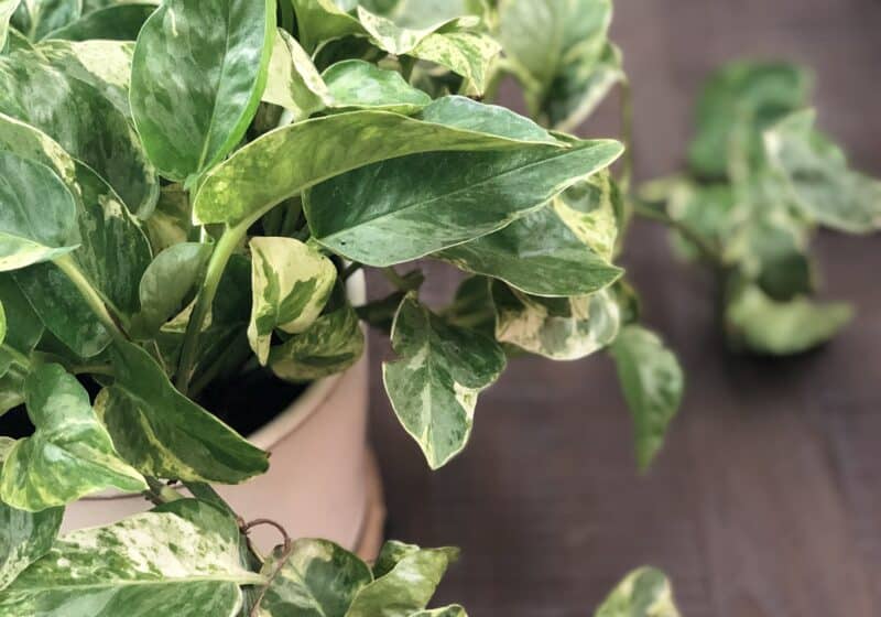 A healthy and lush pearls and jade pothos plant.