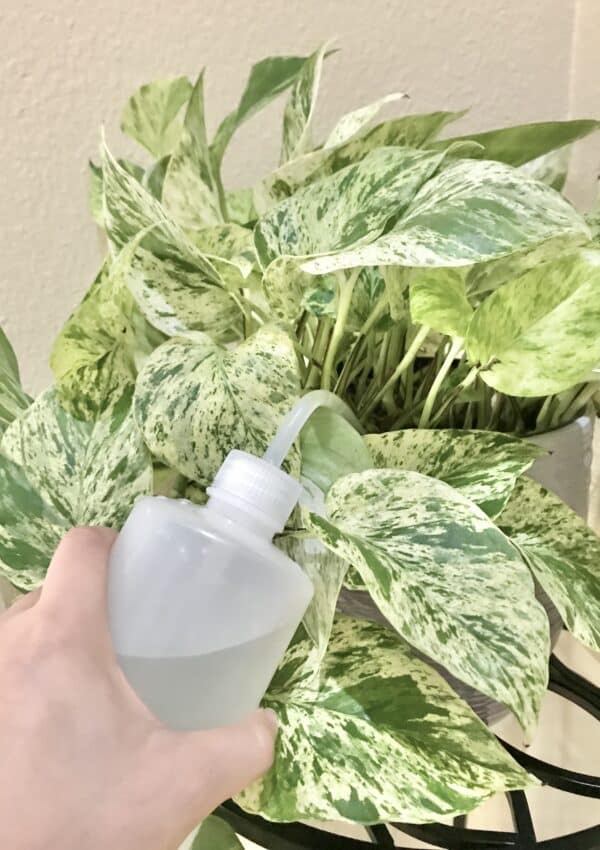 How Often To Water Your Pothos Plant