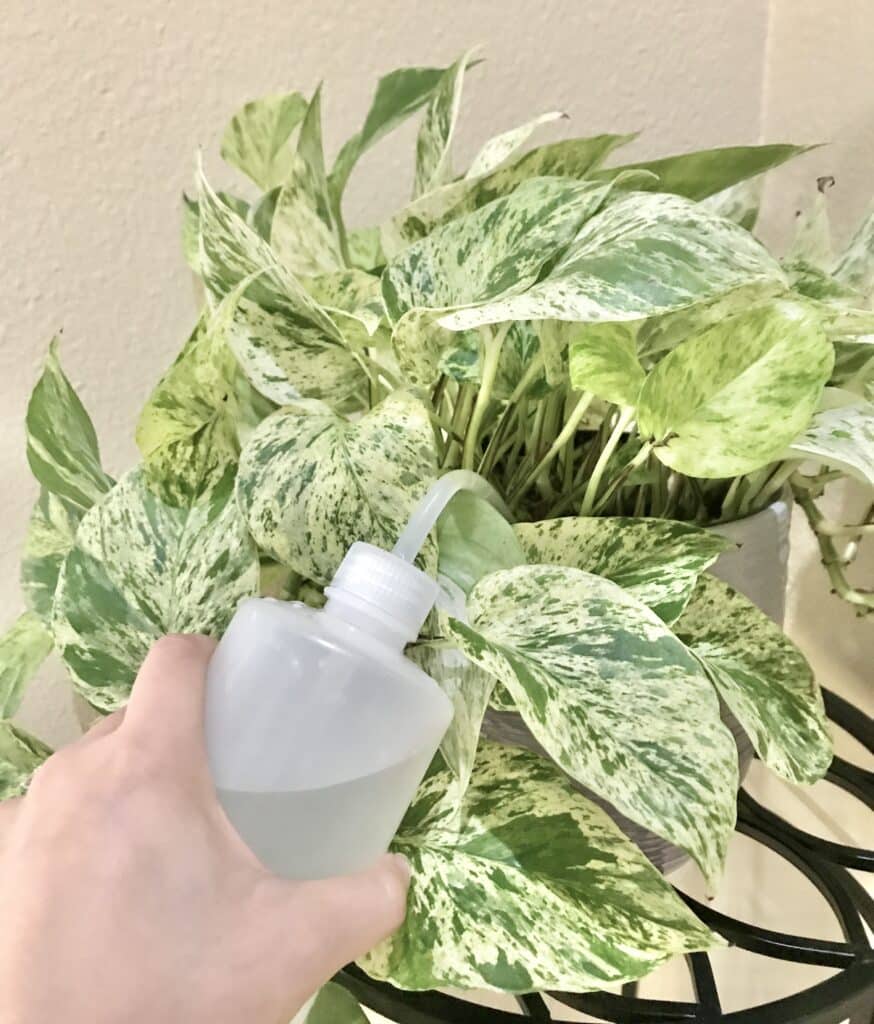 Watering a marble pothos plant with a watering squeeze bottle.
