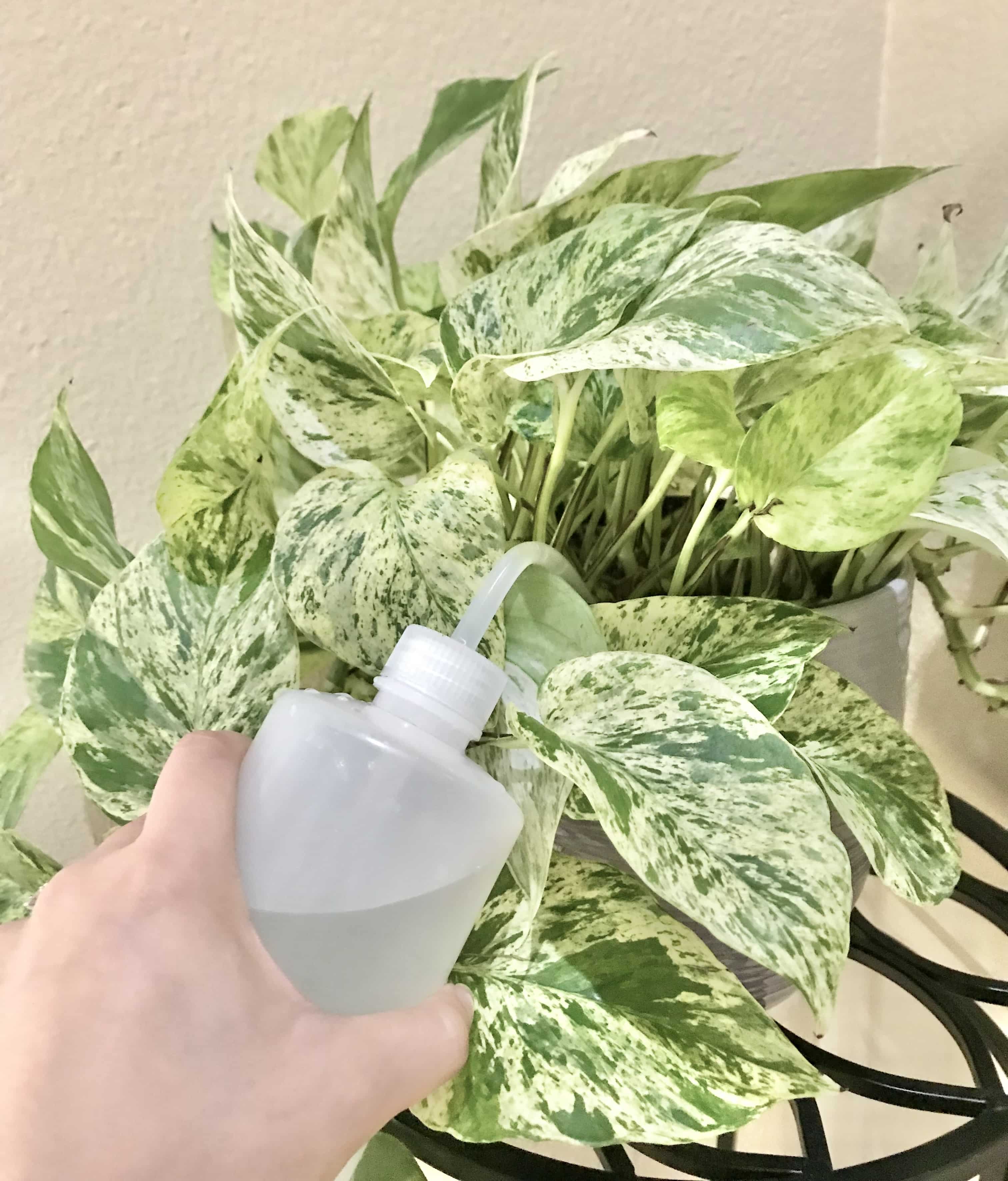 Watering a marble pothos plant with a watering squeeze bottle.