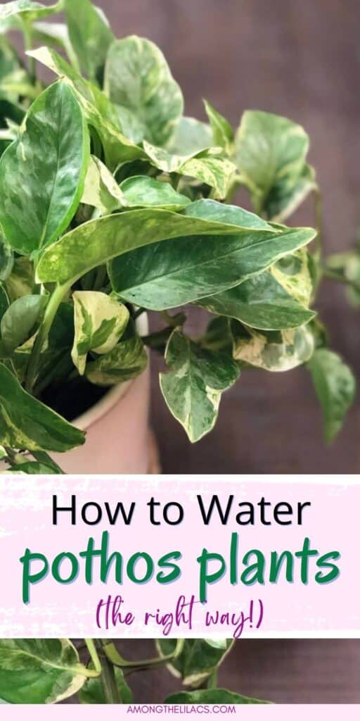 Green and cream variegated pothos plant on dark brown table. Text reads "How to Water Pothos Plant the Right Way"."