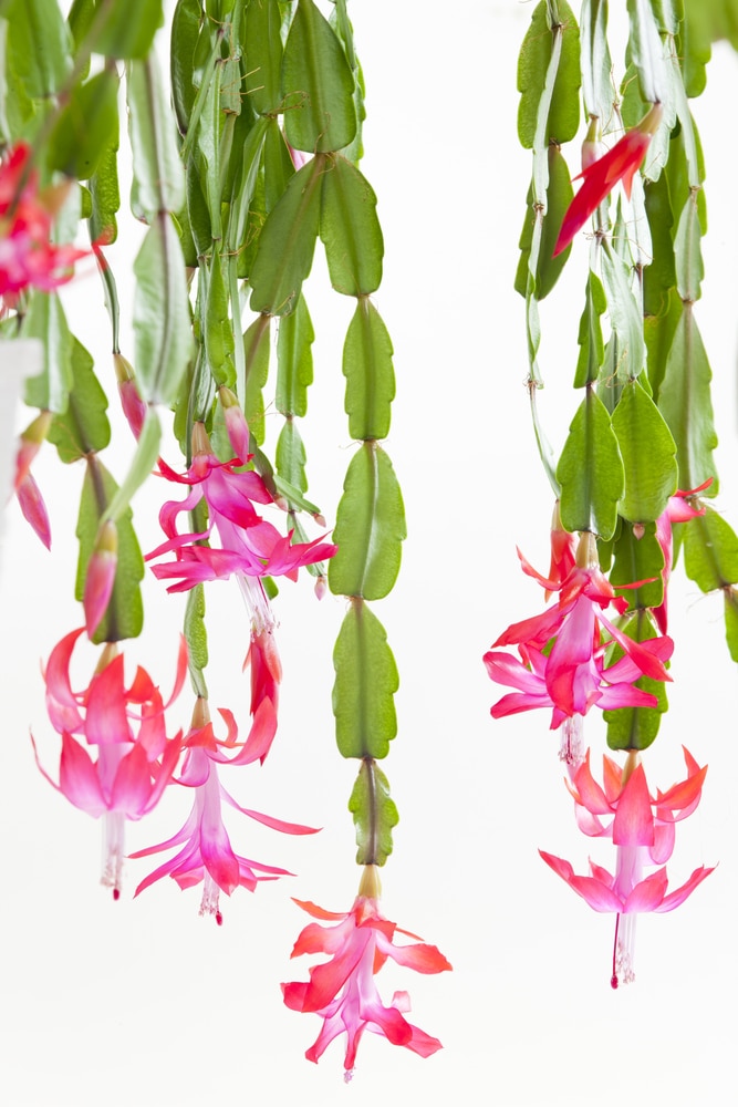 Christmas cactus stems and pink-red flower blooms
