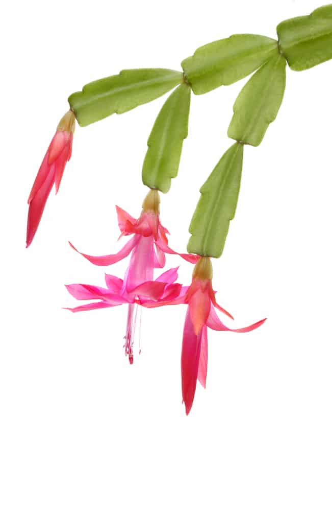 Christmas Cactus with Pink flower blooms