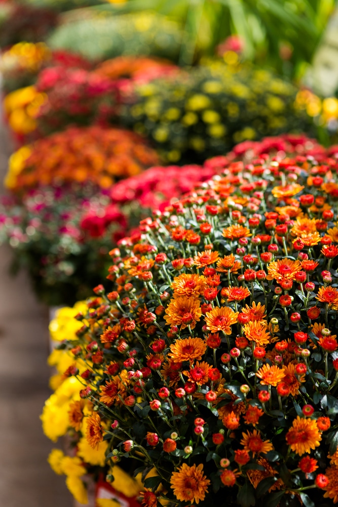 Orange Mums