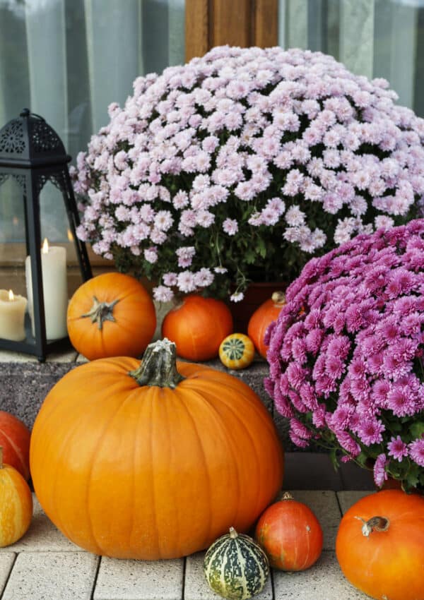 Potted chrysanthemums and pumpkins for the fall season