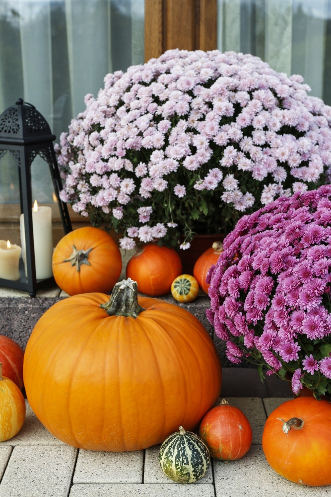 Potted chrysanthemums and pumpkins for the fall season