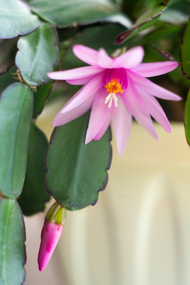 Easter Cactus with pink flower blooms