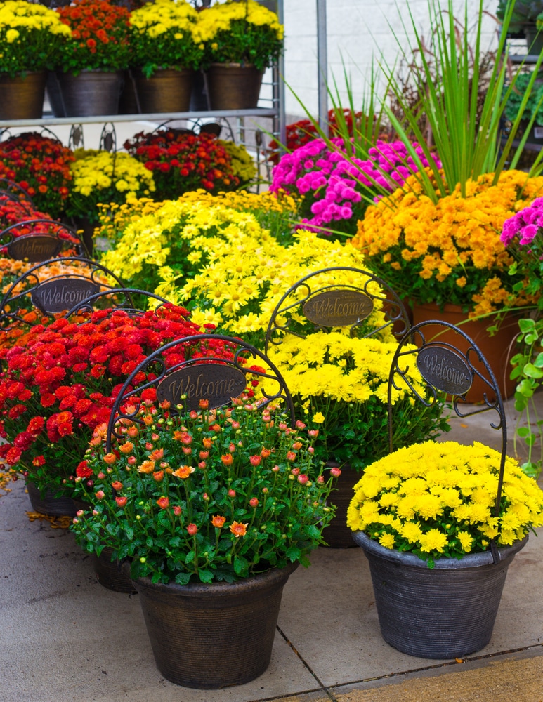 Colorful and Potted Chrysanthemums in bloom