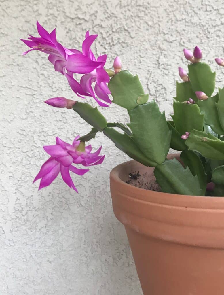 Thanksgiving Cactus with pink flower blooms