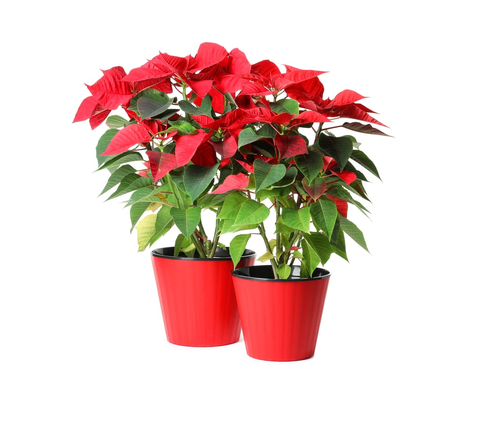 Red potted poinsettia plants