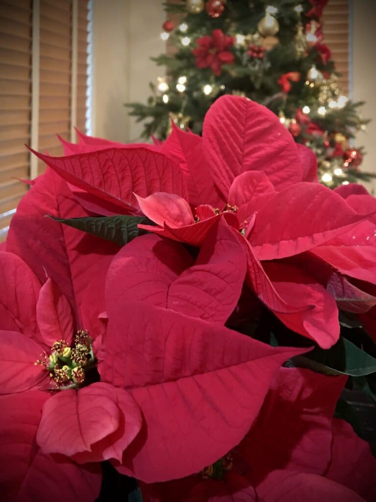 Christmas Poinsettia Plant