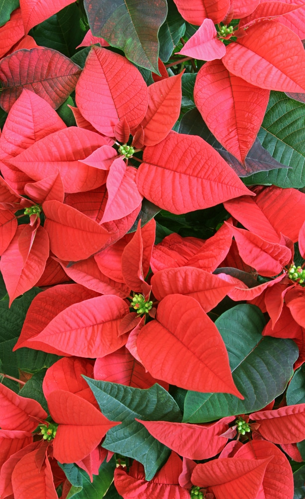 Red poinsettia flowers