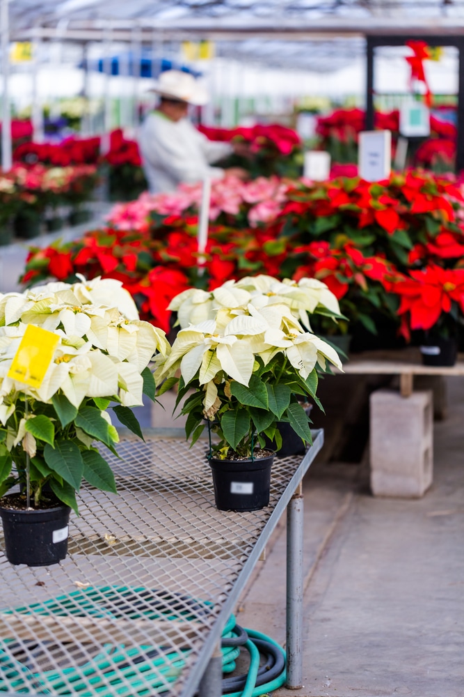 Pottede poinsettia plants at the garden center.