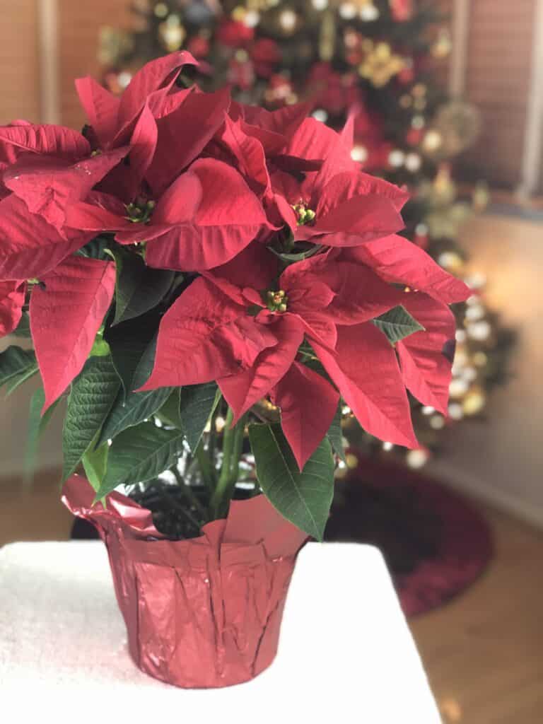 Red potted poinsettia plant sitting in front of lighted Christmas tree.