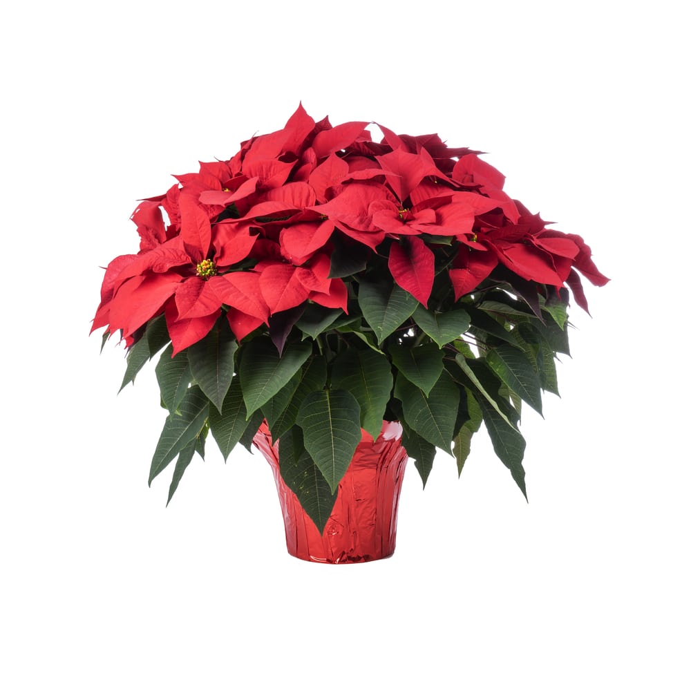 Red poinsettia plant in red foil
