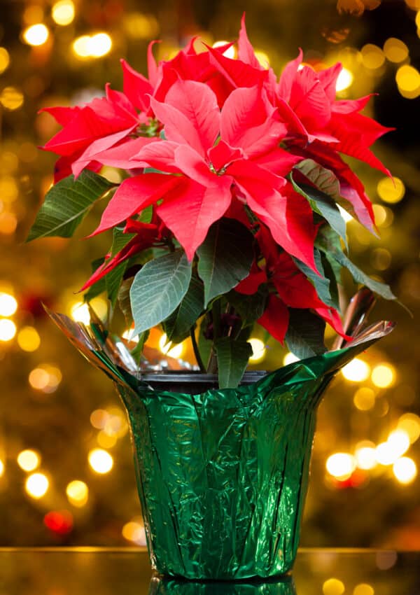 Red poinsettia plant in green decorative foil