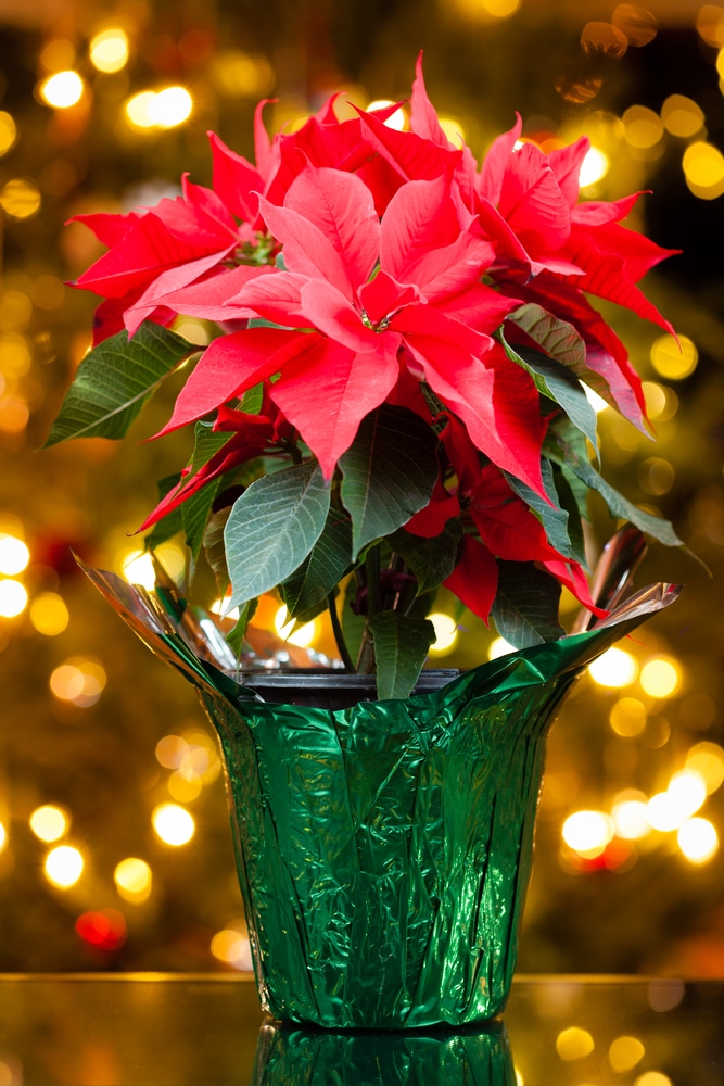 Red poinsettia plant in green decorative foil