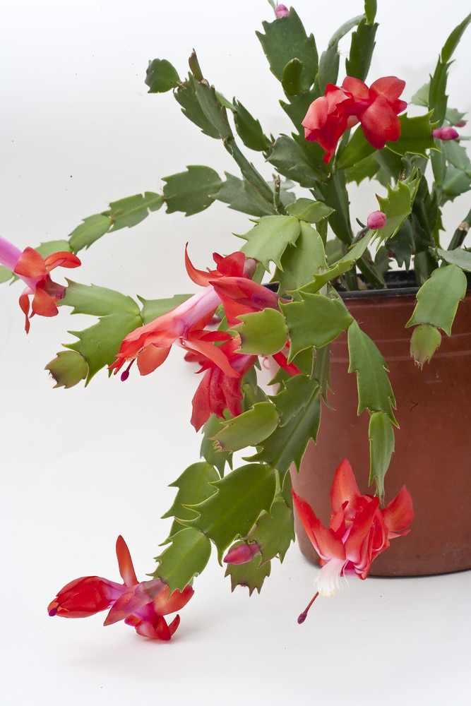 Thanksgiving Cactus with red blooms