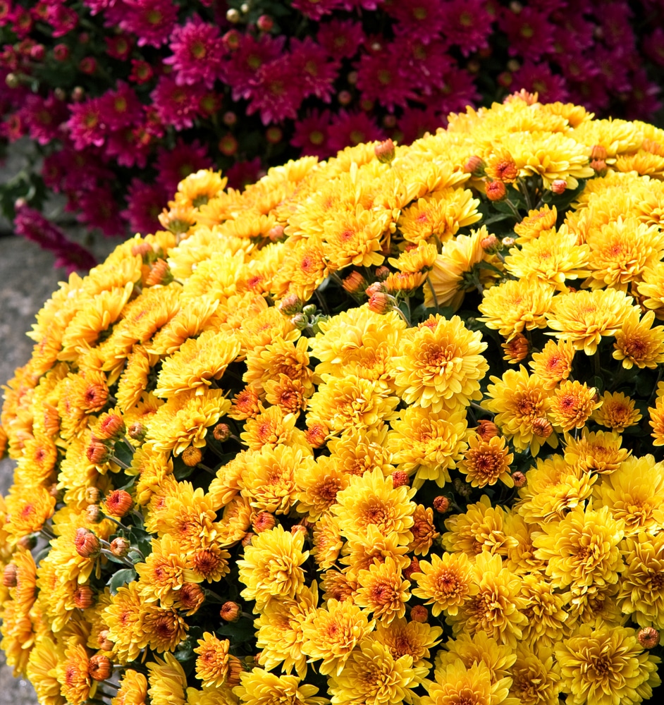 Yellow chrysanthemums in full bloom