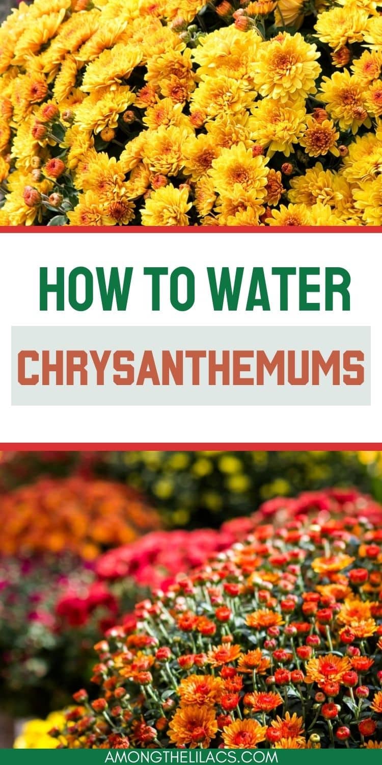 How Often to Water Chrysanthemums