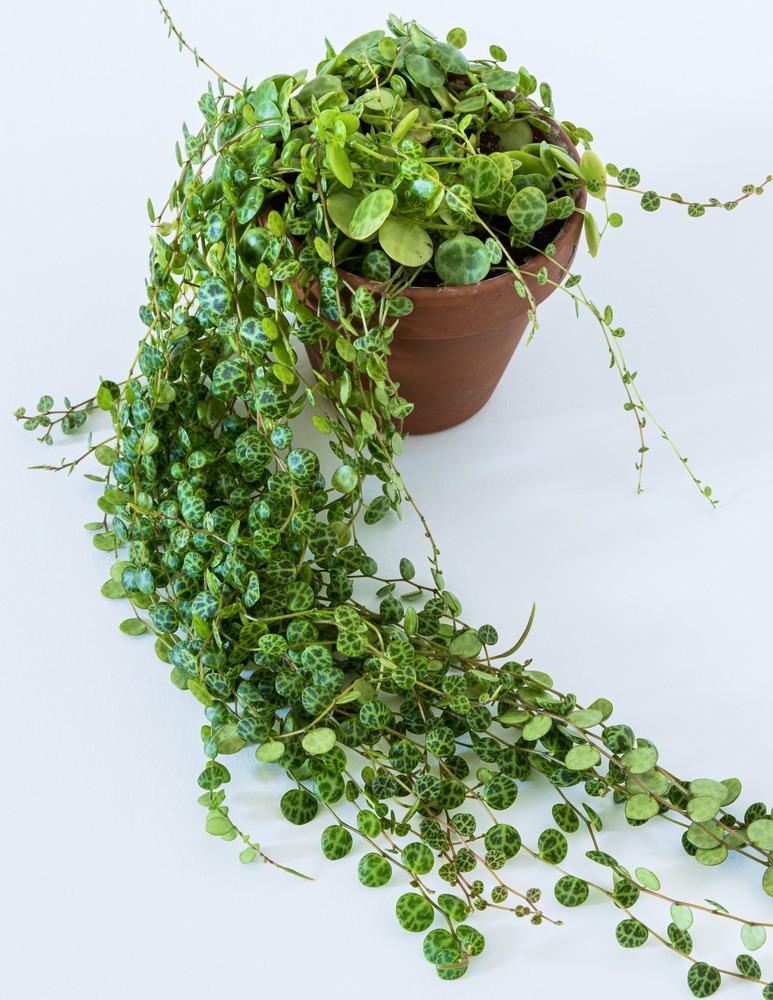 String of Turtles plant in a terra cotta pot