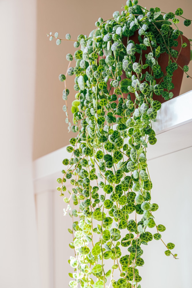 String of Turtles vining plant sitting atop a white shelf