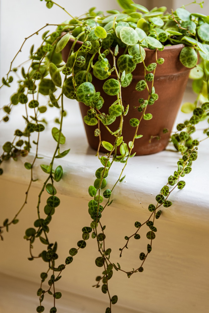 String of Turtles houseplant sitting on windowsill