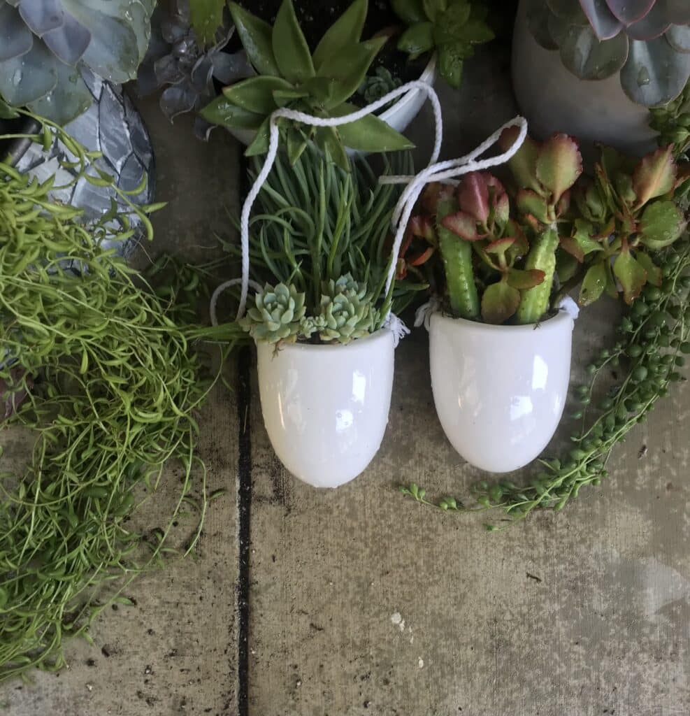 String of Bananas plant potted in a planter, sitting next to other potted succulents in small white pots