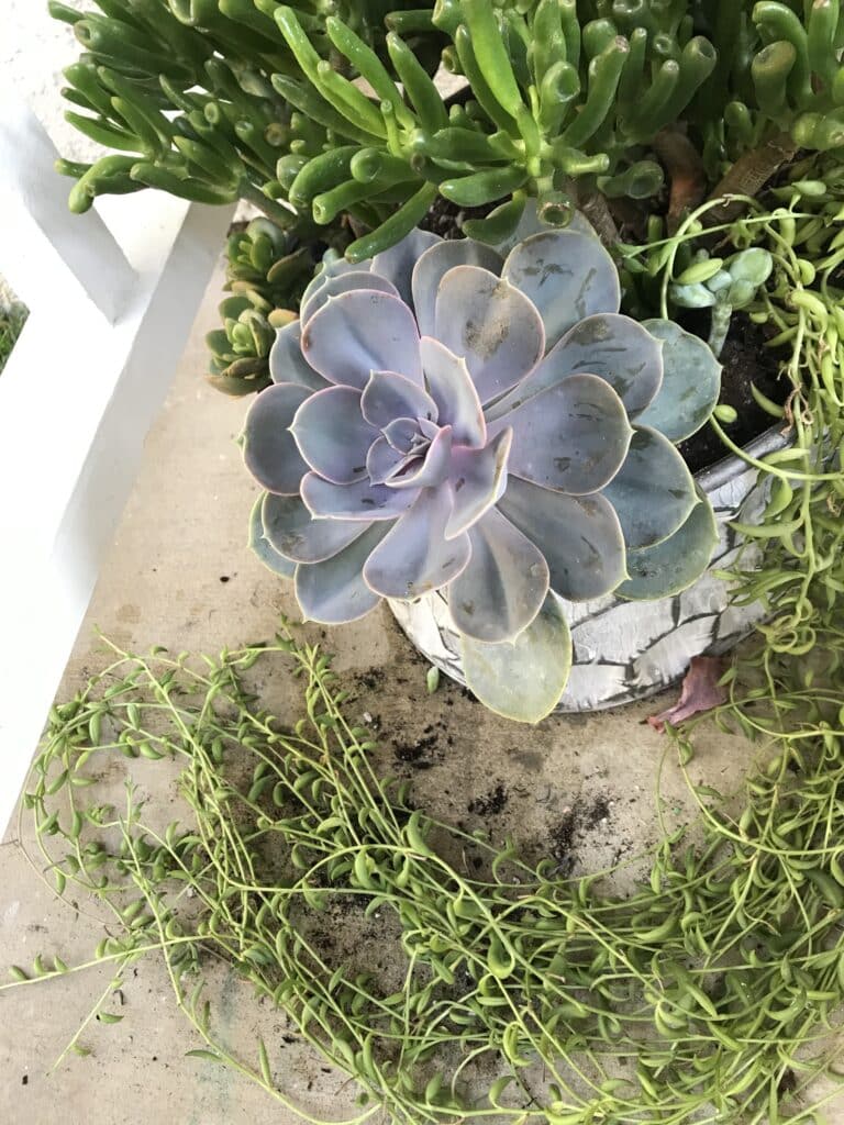 Trailing string of bananas plant planted in a pot next to a large purple echeveria succulent.