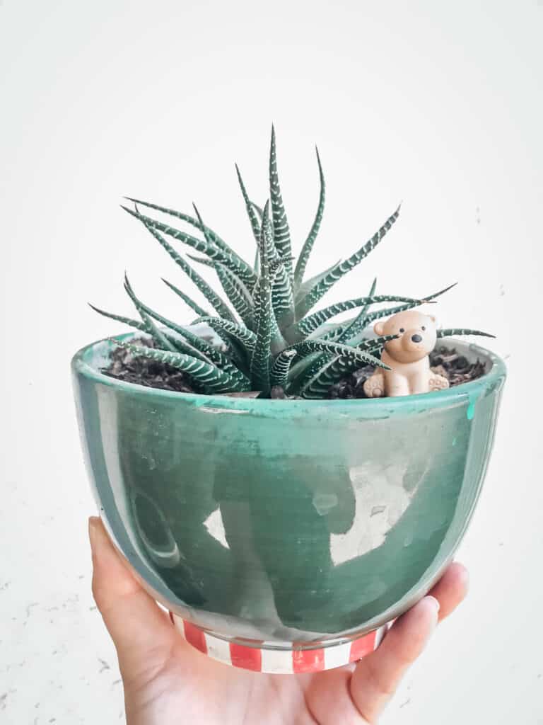 Haworthia Zebra Succulent. Short and green cactus-like leaves with white stripes. Planted in a green planer with red and white stripes at the bottom.