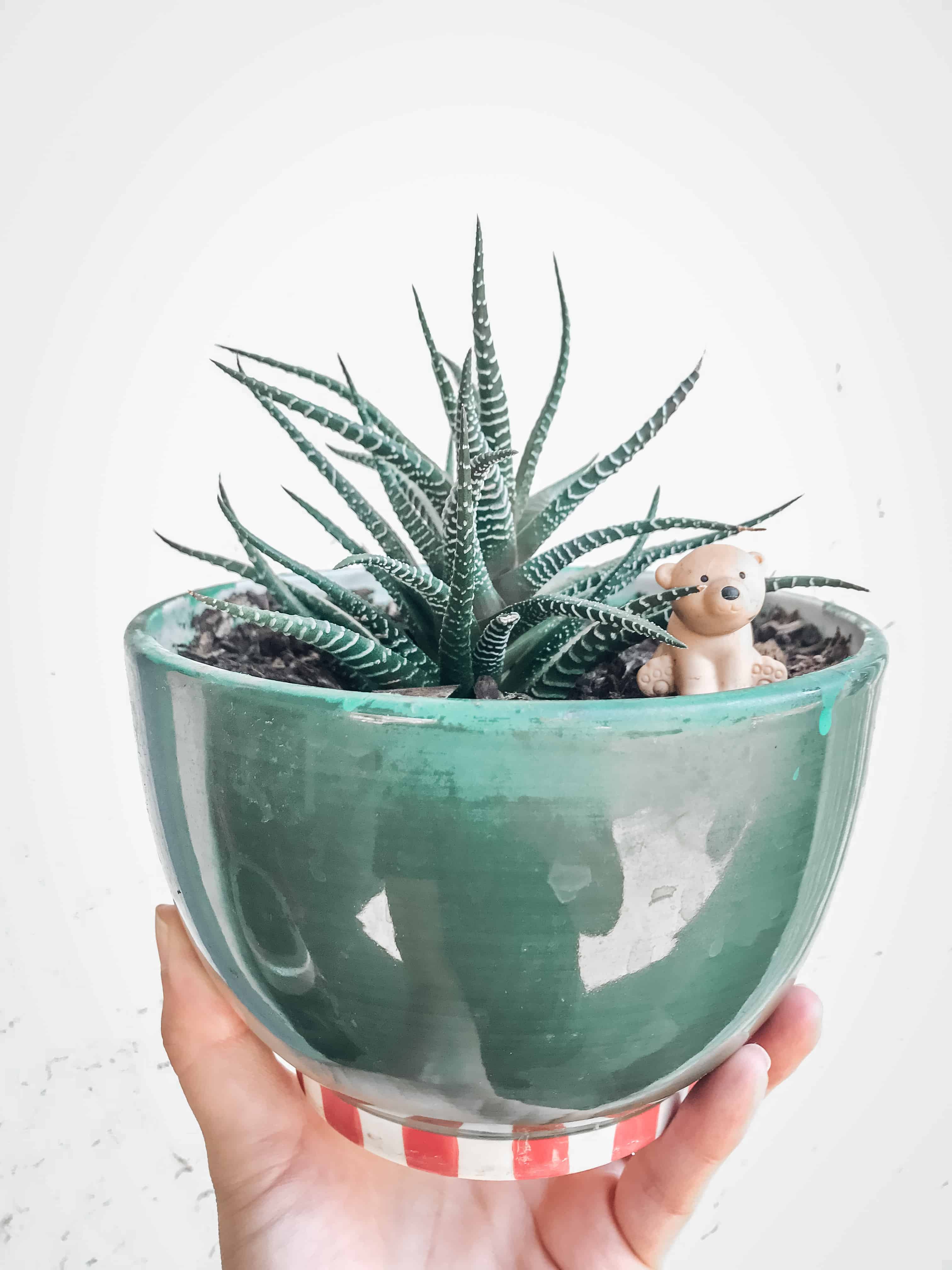 Haworthia Zebra Succulent. Short and green cactus-like leaves with white stripes. Planted in a green planer with red and white stripes at the bottom.