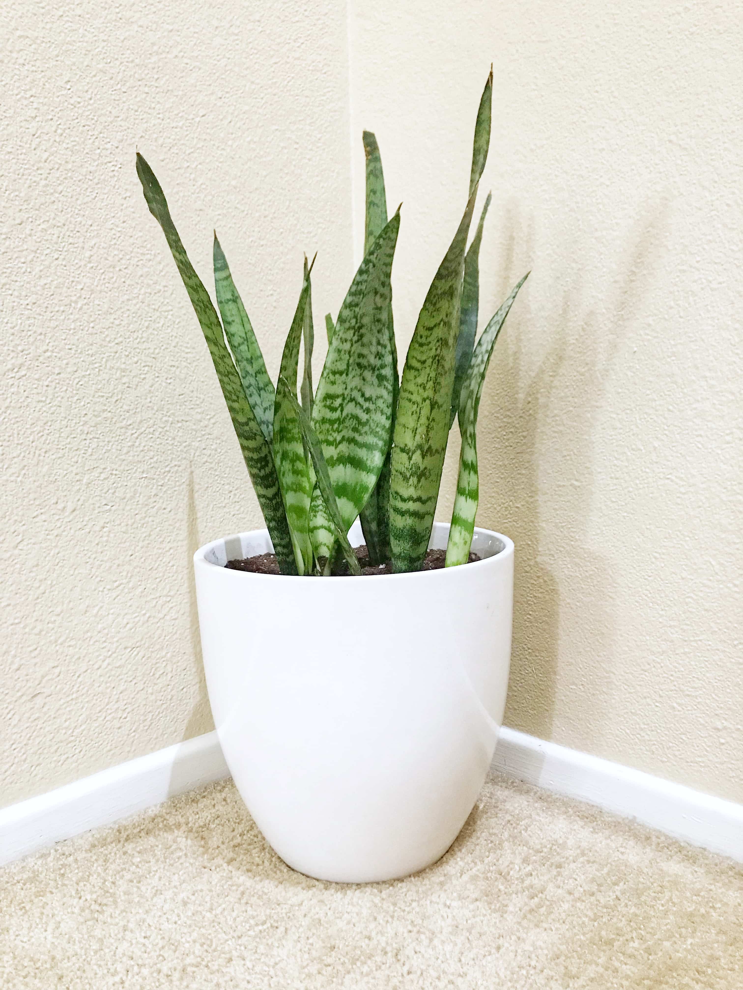 Snake plant with tall thick stems growing in white pot