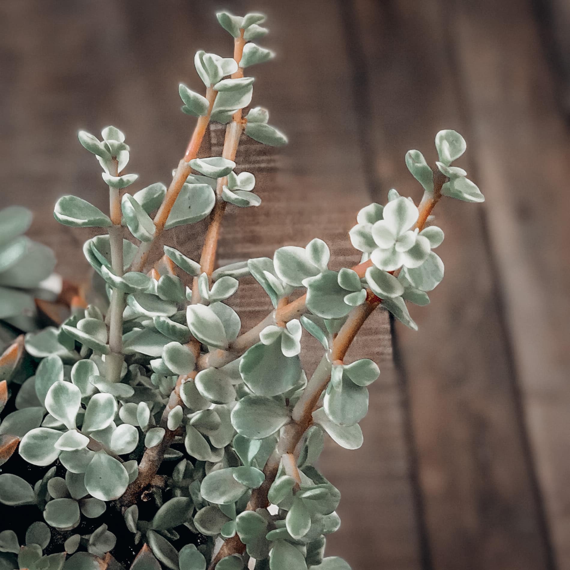 Elephant bush indoor succulent. Thin stems that grow upright grow small leaves that are green and cream.