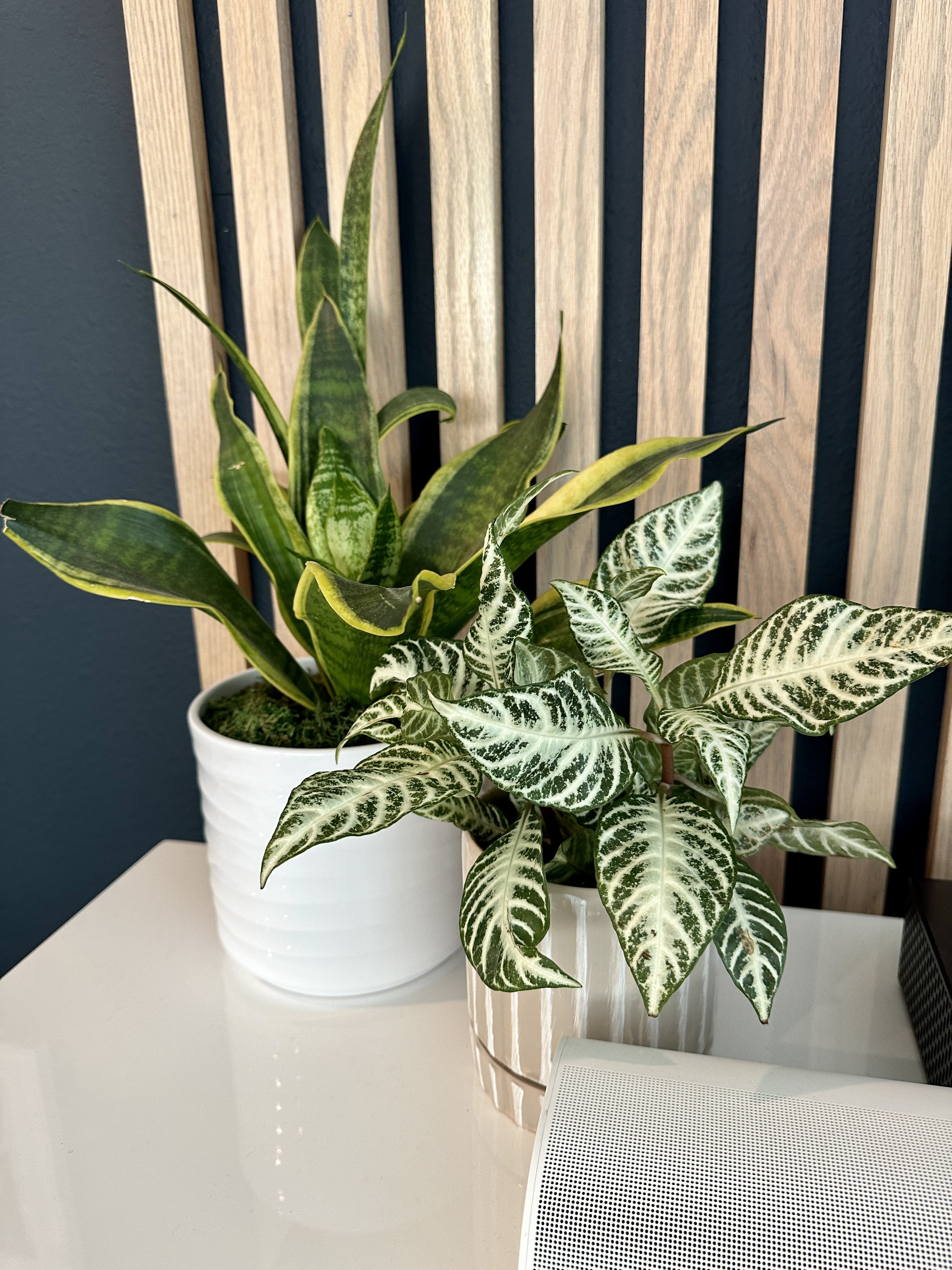 Snake houseplant on white table next to variegated houseplant.