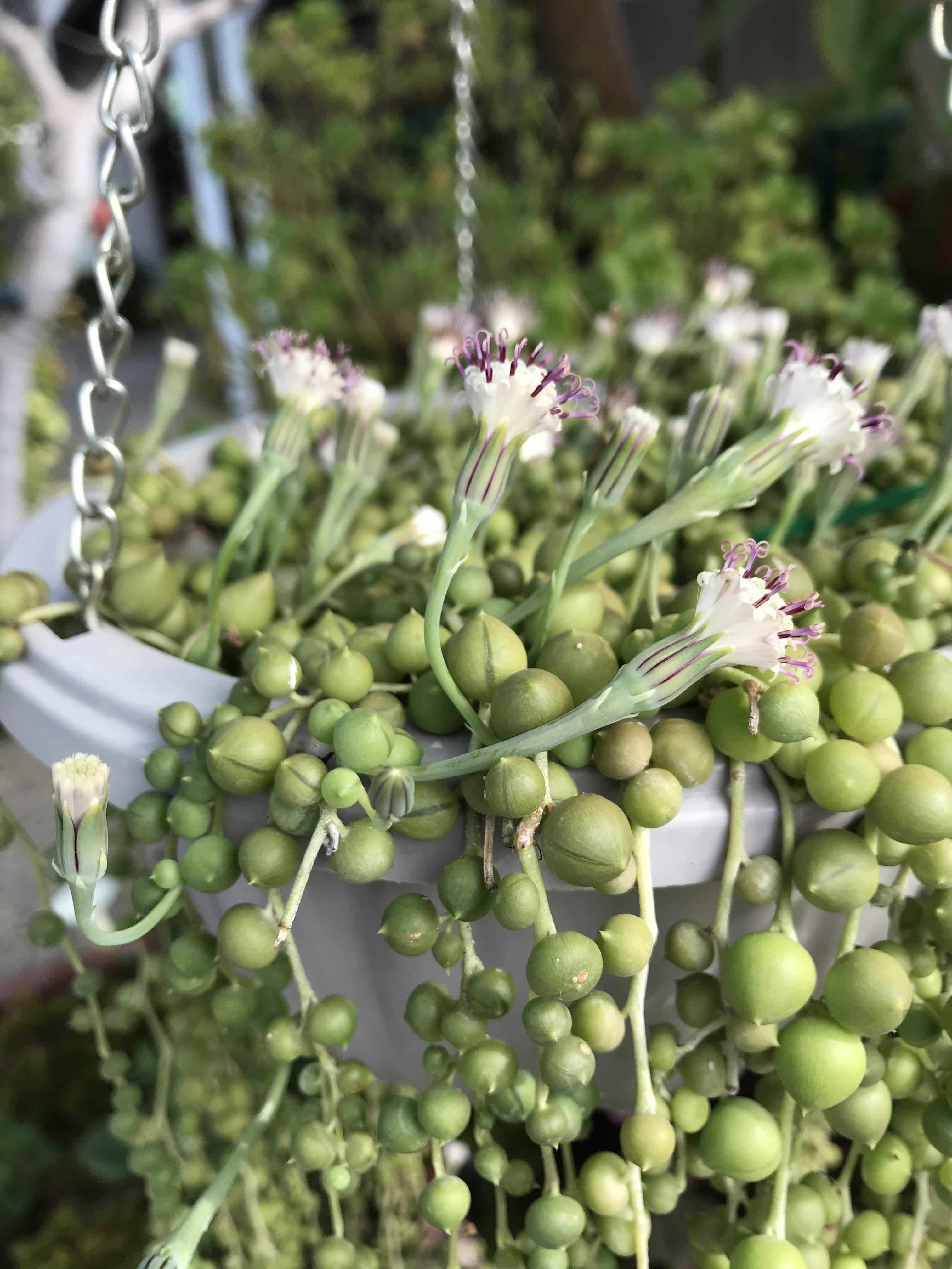 String of Pearls succulent planted in grey plastic pot. Succulent features thin stems that grow bead-like leaves that trail out of the pot.