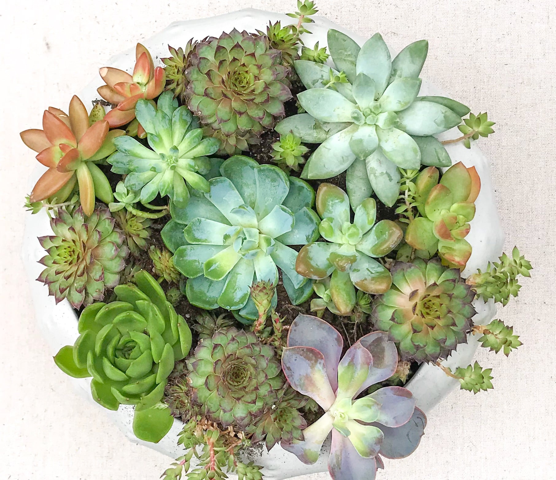 How to Create a Mini Succulent Garden (That Looks Professionally Styled)