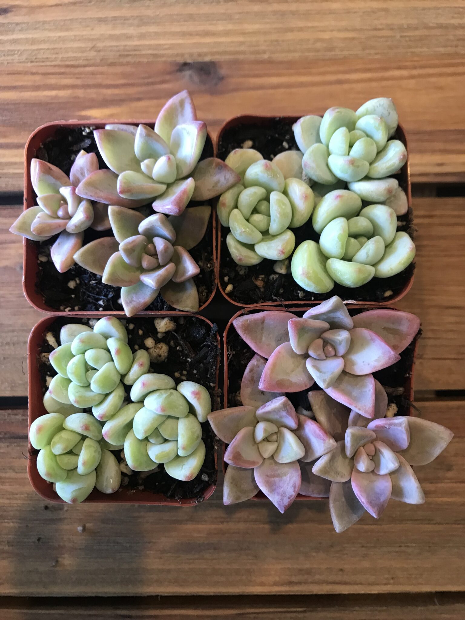 How to Propagate Succulents: A Step-by-Step Guide for Beginners – Among ...