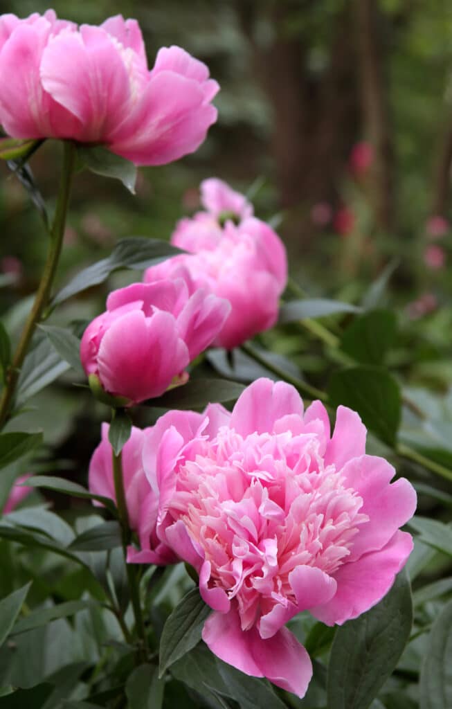 Close up of pink peony flower blooms growing on green stems with large green leaves.