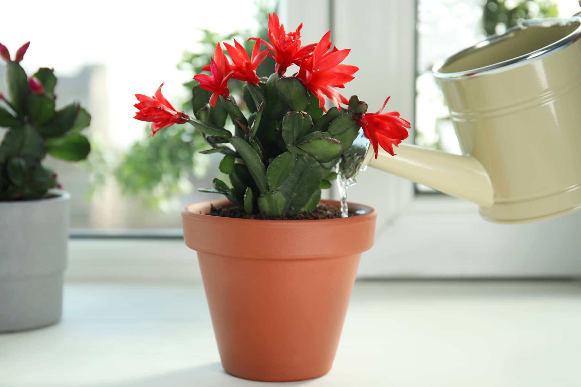 How to Care for Christmas Cactus