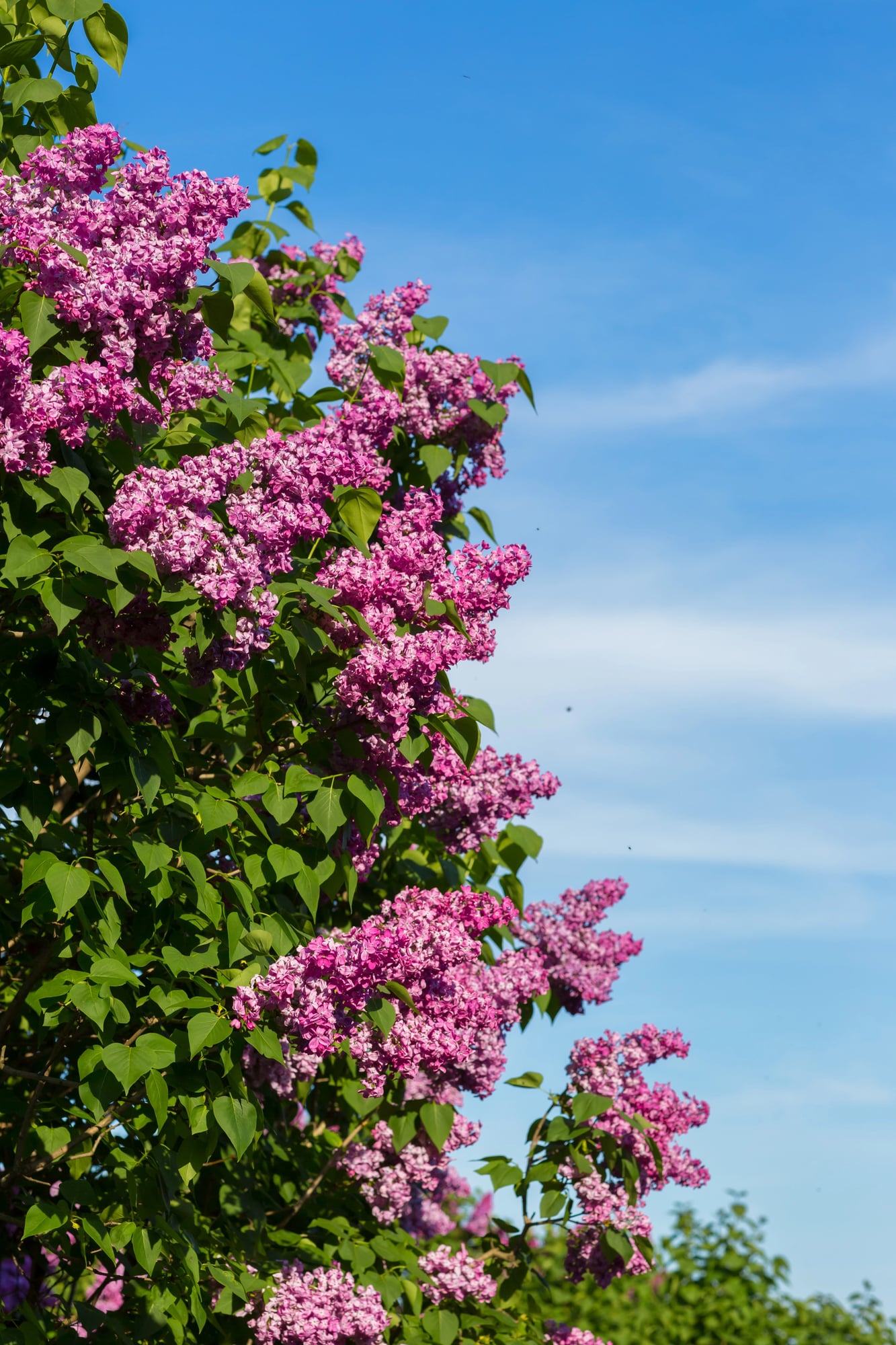 Tall lilac bush with purple flower blooms