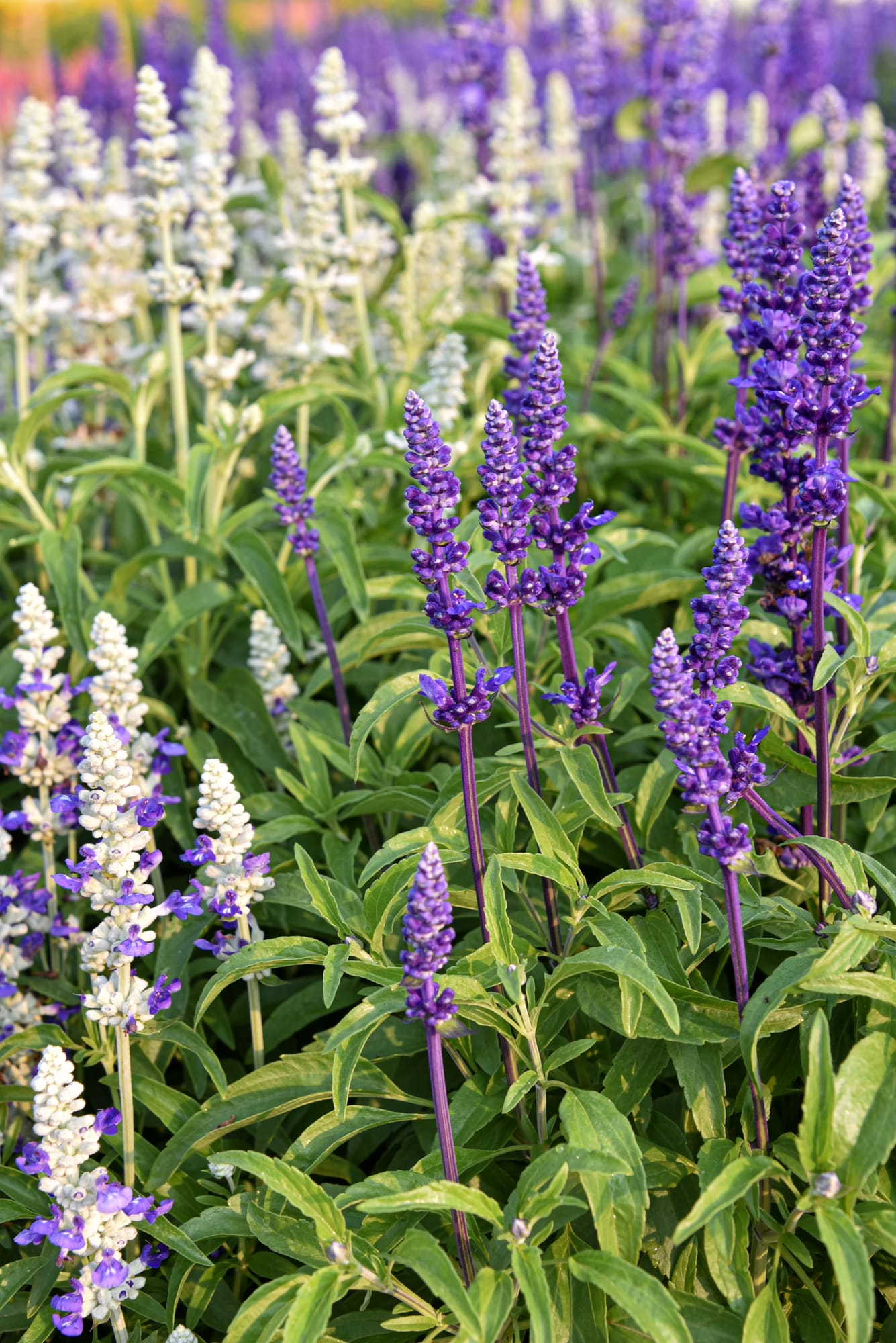 White and purple salvia flower spikes growing on thin green stems