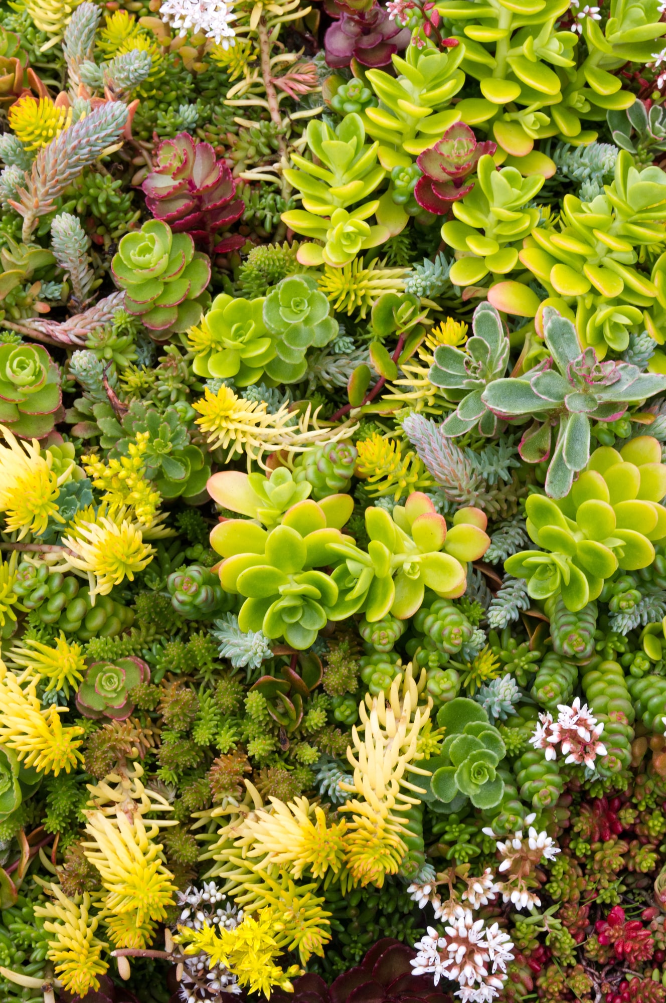 Colorful sedum plants in shade of yellow and green.
