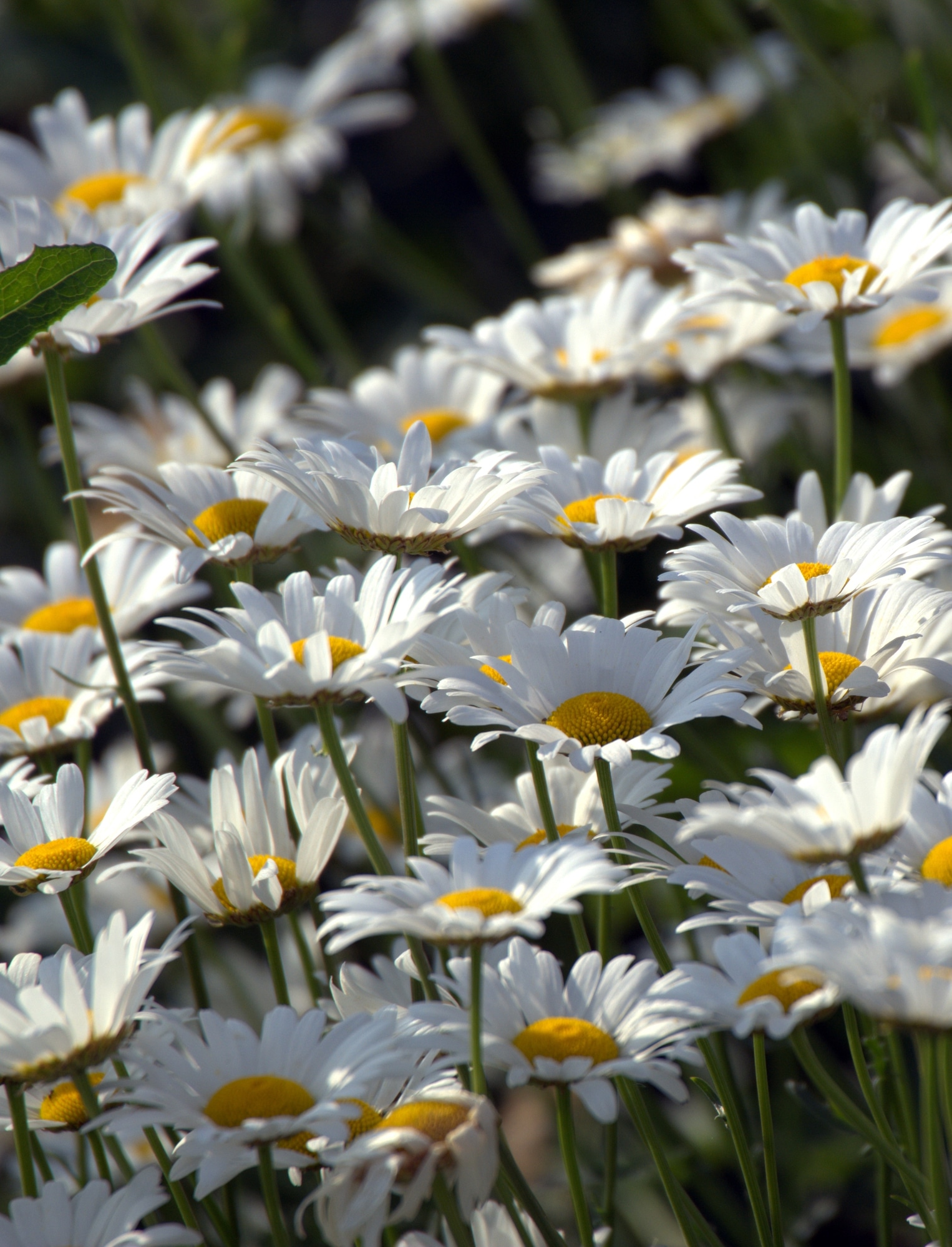 Shasta daisy flowers with white flower petals and yellow center growing on thin green stems