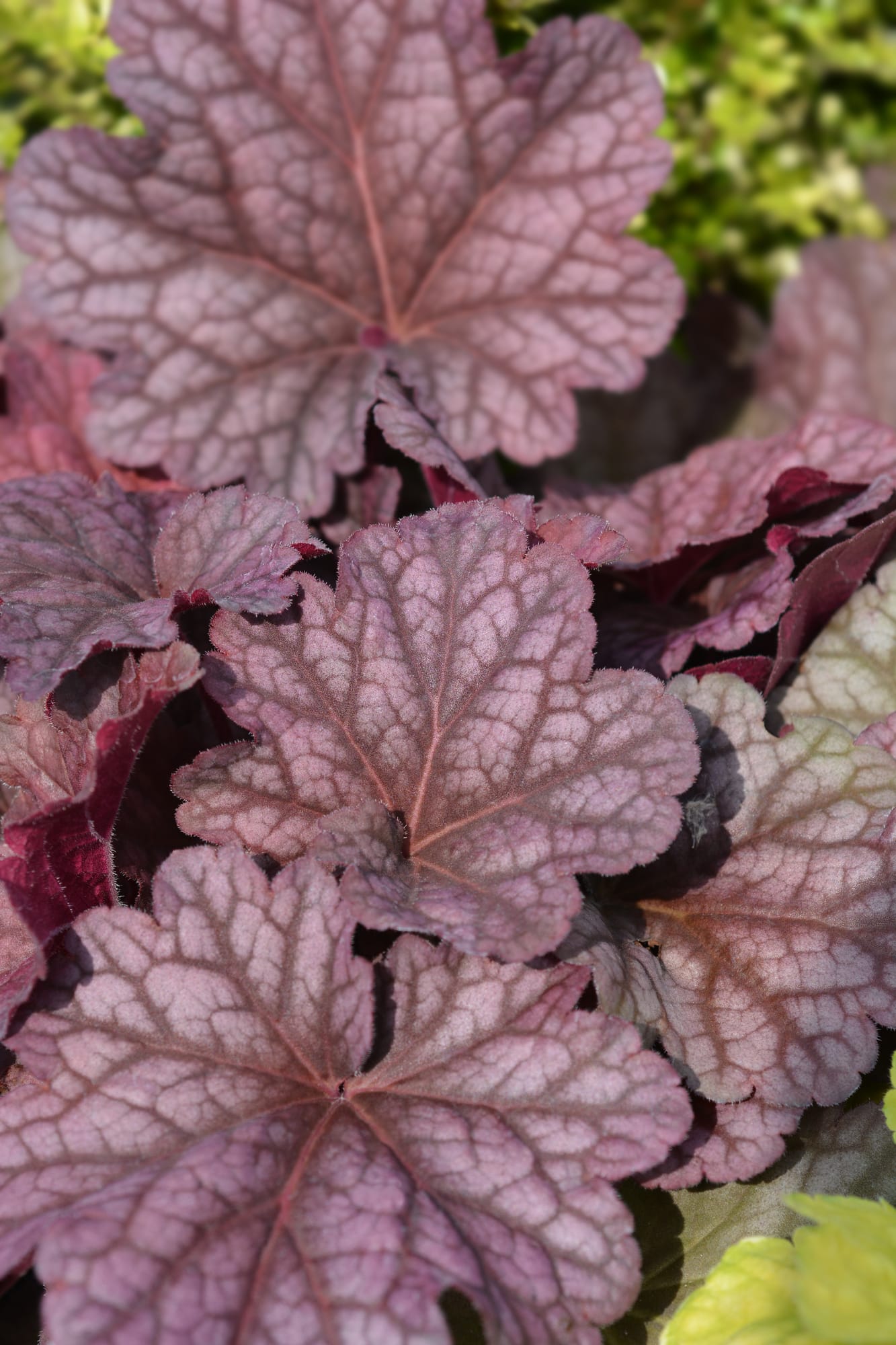 Heuchera plant - purple large-leaf foliage