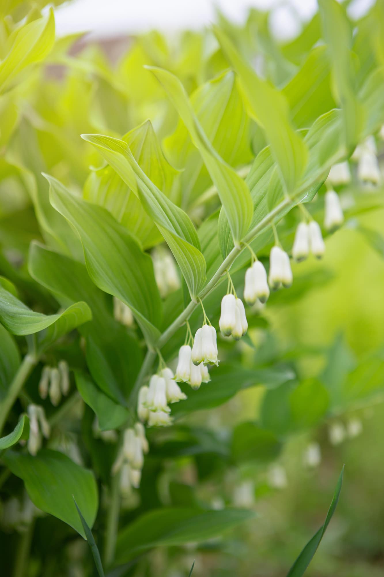 Solomon FLowers. Delicate white flowers hanging on tall then stems with large green leaves.