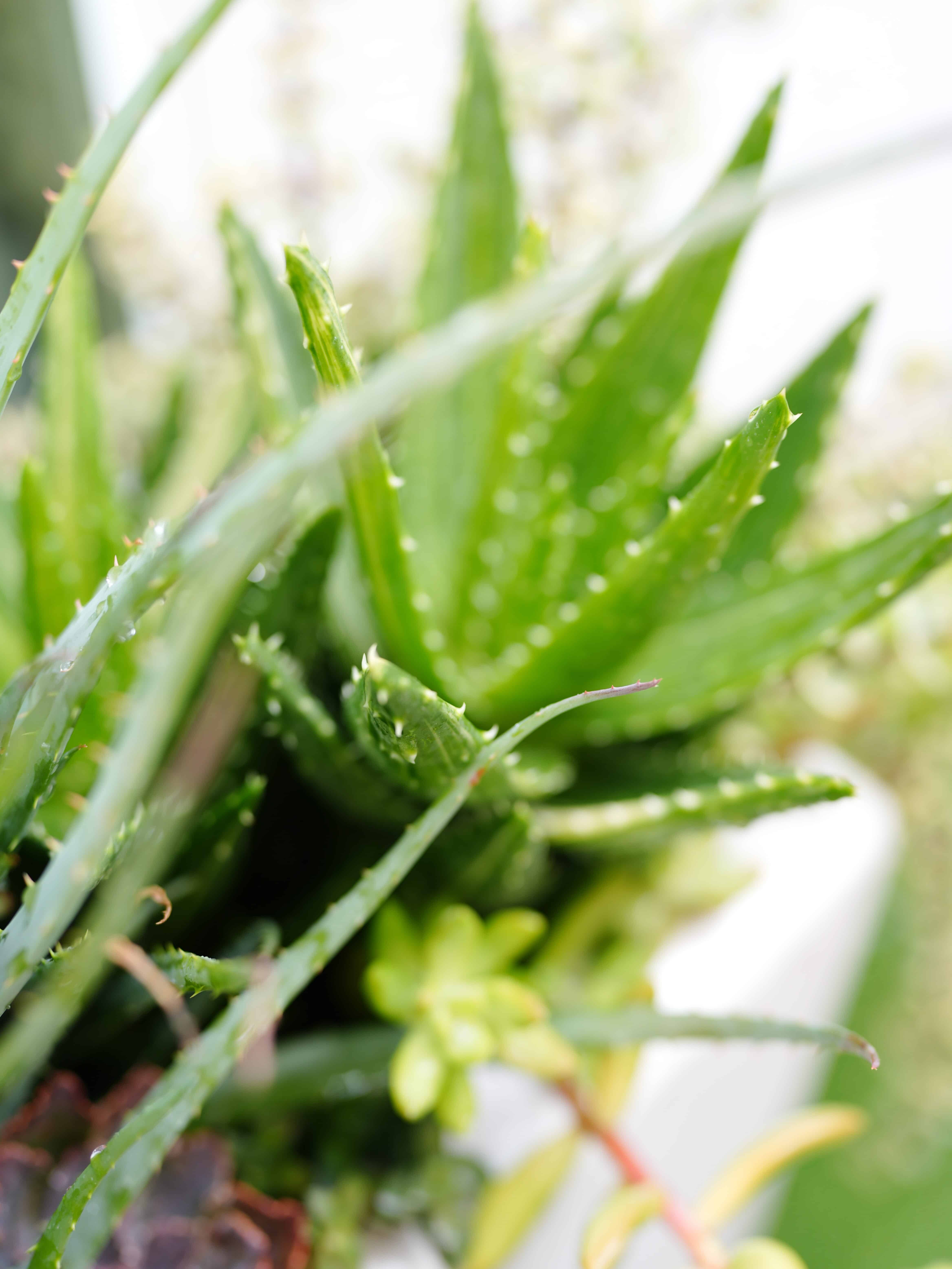Aloe plant succulent growing in large planter